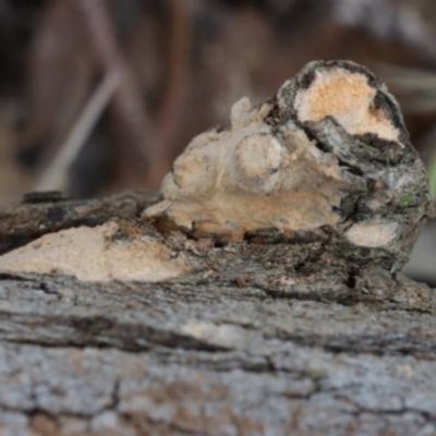 Corticioid fungi at Molonglo River Reserve - 18 Mar 2022 by CanberraFungiGroup