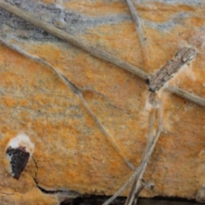 Corticioid fungi at Molonglo Valley, ACT - 19 Mar 2022 10:00 AM