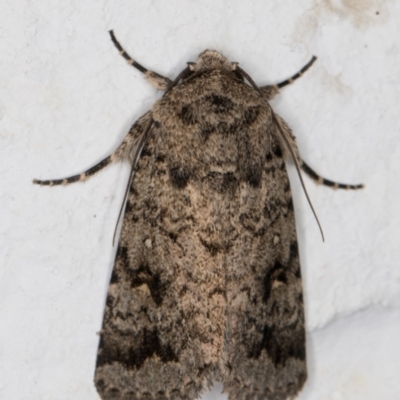 Proteuxoa capularis (Half-moon Noctuid) at Melba, ACT - 23 Feb 2022 by kasiaaus