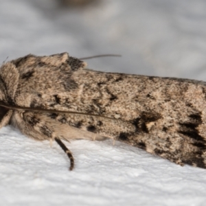 Proteuxoa capularis at Melba, ACT - 23 Feb 2022