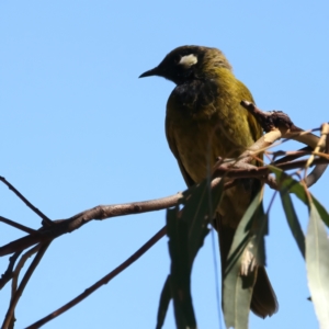 Nesoptilotis leucotis at Paddys River, ACT - 5 Apr 2022 10:45 AM