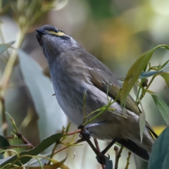 Caligavis chrysops at Paddys River, ACT - 5 Apr 2022