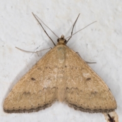 Scopula rubraria (Reddish Wave, Plantain Moth) at Melba, ACT - 24 Feb 2022 by kasiaaus