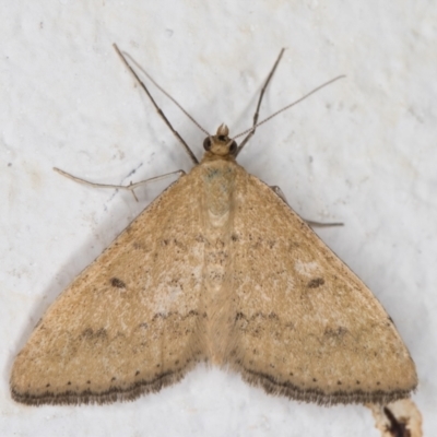 Scopula rubraria (Reddish Wave, Plantain Moth) at Melba, ACT - 24 Feb 2022 by kasiaaus