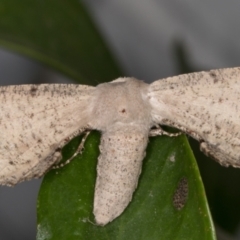 Circopetes obtusata (Grey Twisted Moth) at Melba, ACT - 24 Feb 2022 by kasiaaus