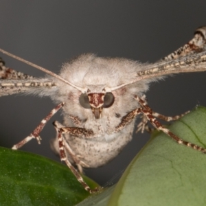 Circopetes obtusata at Melba, ACT - 24 Feb 2022