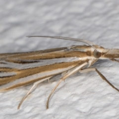 Hednota relatalis (A Crambid moth) at Melba, ACT - 24 Feb 2022 by kasiaaus