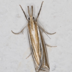 Hednota relatalis at Melba, ACT - 24 Feb 2022 11:28 PM