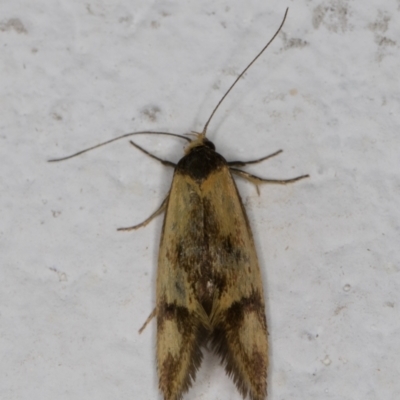 Isomoralla pyrrhoptera (A concealer moth) at Melba, ACT - 25 Feb 2022 by kasiaaus