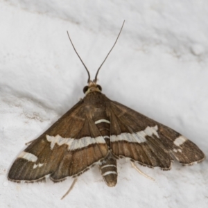 Spoladea recurvalis at Melba, ACT - 25 Feb 2022 12:16 AM