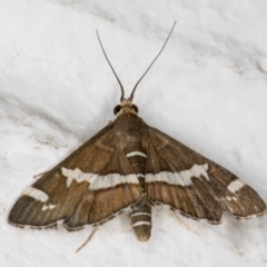 Spoladea recurvalis at Melba, ACT - 25 Feb 2022 12:16 AM