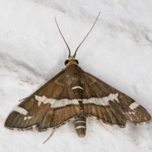 Spoladea recurvalis at Melba, ACT - 25 Feb 2022 12:16 AM