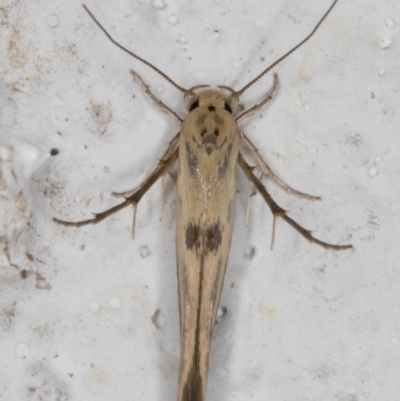 Stathmopoda hyposcia (A Gelechioid moth) at Melba, ACT - 25 Feb 2022 by kasiaaus