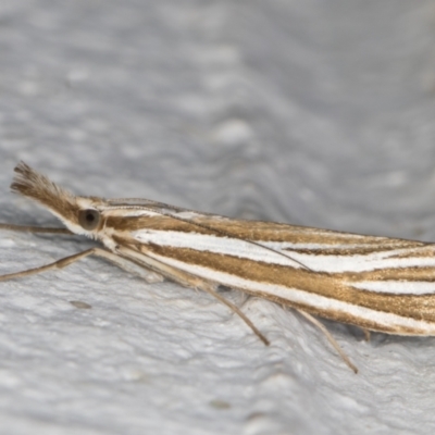 Hednota species near grammellus (Pyralid or snout moth) at Melba, ACT - 25 Feb 2022 by kasiaaus