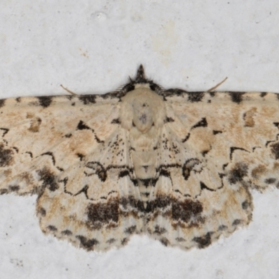 Sandava scitisignata (A noctuid moth) at Melba, ACT - 25 Feb 2022 by kasiaaus