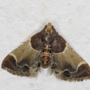 Pyralis farinalis at Melba, ACT - 25 Feb 2022