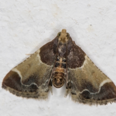 Pyralis farinalis (Meal Moth) at Melba, ACT - 25 Feb 2022 by kasiaaus