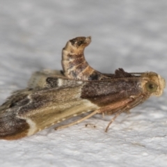 Pyralis farinalis at Melba, ACT - 25 Feb 2022