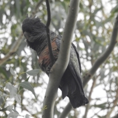 Callocephalon fimbriatum (Gang-gang Cockatoo) at Kambah, ACT - 9 Apr 2022 by HelenCross