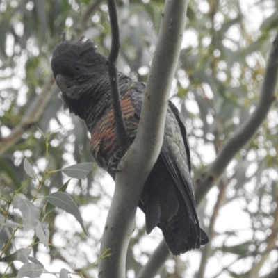 Callocephalon fimbriatum (Gang-gang Cockatoo) at Kambah, ACT - 8 Apr 2022 by HelenCross