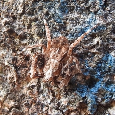 Stephanopis sp. (genus) (Knobbly crab spider) at Kambah, ACT - 9 Apr 2022 by HelenCross