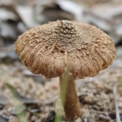 Inocybe sp. (Inocybe) at Molonglo Valley, ACT - 19 Mar 2022 by CanberraFungiGroup