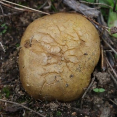 Scleroderma sp. (Scleroderma) at Molonglo Valley, ACT - 19 Mar 2022 by CanberraFungiGroup