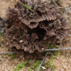 Thelephora 'palmata group' at Molonglo Valley, ACT - 18 Mar 2022 by CanberraFungiGroup