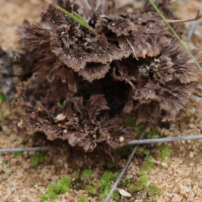 Thelephora 'palmata group' at Molonglo Valley, ACT - 19 Mar 2022 by CanberraFungiGroup