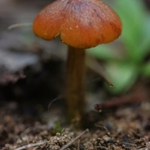 Hygrocybe conica at Molonglo Valley, ACT - 19 Mar 2022 10:00 AM