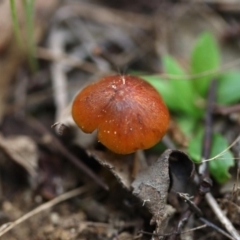 Hygrocybe conica at Molonglo Valley, ACT - 19 Mar 2022 10:00 AM