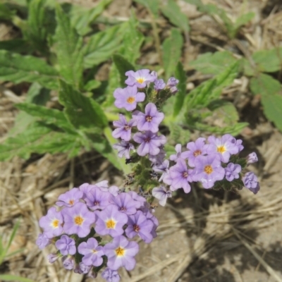 Heliotropium amplexicaule (Blue Heliotrope) at Chakola, NSW - 25 Dec 2021 by michaelb