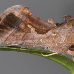 Chrysodeixis eriosoma at Melba, ACT - 26 Feb 2022