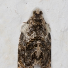 Acroceuthes metaxanthana (Dog-faced Bell Moth) at Melba, ACT - 26 Feb 2022 by kasiaaus