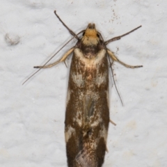 Palimmeces habrophanes (A Concealer moth) at Melba, ACT - 26 Feb 2022 by kasiaaus