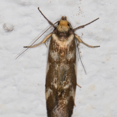 Palimmeces habrophanes (A Concealer moth) at Melba, ACT - 26 Feb 2022 by kasiaaus