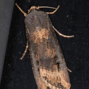 Agrotis ipsilon at Melba, ACT - 27 Feb 2022