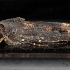 Agrotis ipsilon at Melba, ACT - 27 Feb 2022