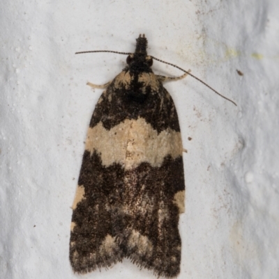 Dichelia cosmopis (A Tortricid moth) at Melba, ACT - 27 Feb 2022 by kasiaaus