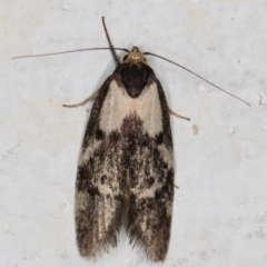 Palimmeces leucopelta (A concealer moth) at Melba, ACT - 27 Feb 2022 by kasiaaus