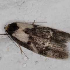 Palimmeces leucopelta at Melba, ACT - 27 Feb 2022 09:52 PM