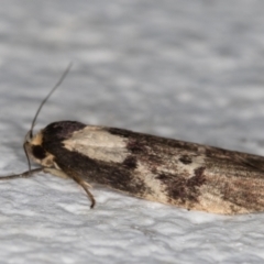 Palimmeces leucopelta at Melba, ACT - 27 Feb 2022 09:52 PM