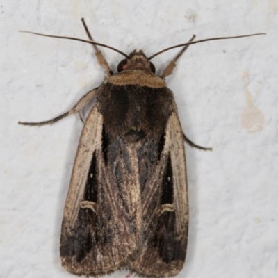 Proteuxoa tortisigna (Streaked Rictonis Moth) at Melba, ACT - 28 Feb 2022 by kasiaaus