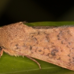 Australothis rubrescens at Melba, ACT - 28 Feb 2022 09:44 PM