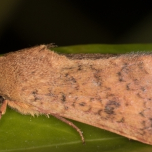 Australothis rubrescens at Melba, ACT - 28 Feb 2022 09:44 PM