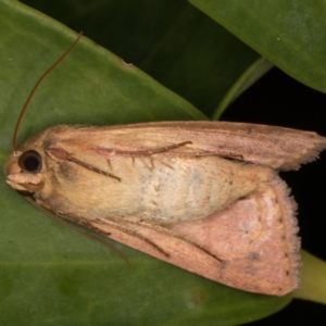 Australothis rubrescens at Melba, ACT - 28 Feb 2022 09:44 PM