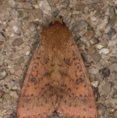 Australothis rubrescens at Melba, ACT - 28 Feb 2022