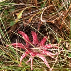 Aseroe rubra (Anemone Stinkhorn) at Kosciuszko National Park - 5 Apr 2022 by LyndalT