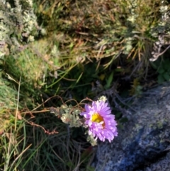 Olearia brevipedunculata (Dusty Daisy Bush) at Perisher Valley, NSW - 5 Apr 2022 by LyndalT