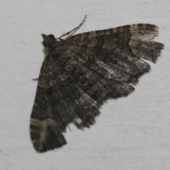 Epyaxa sodaliata (Sodaliata Moth, Clover Moth) at Tathra, NSW - 22 Mar 2022 by KerryVance2